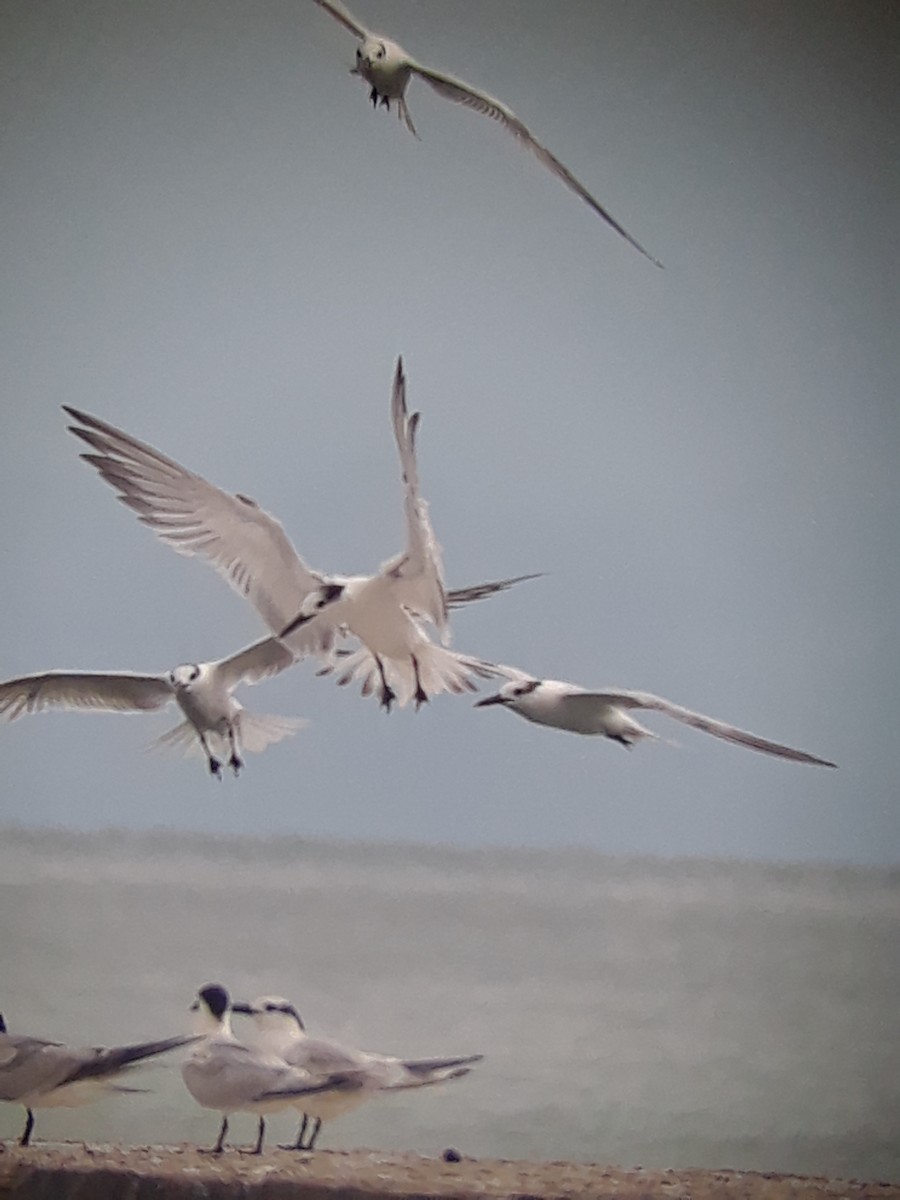 Sandwich Tern - ML192619721