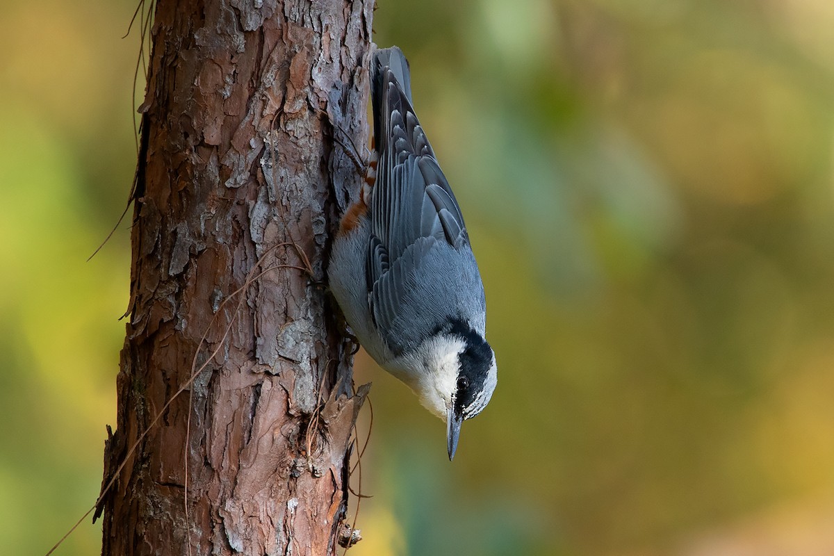 Giant Nuthatch - ML192619811