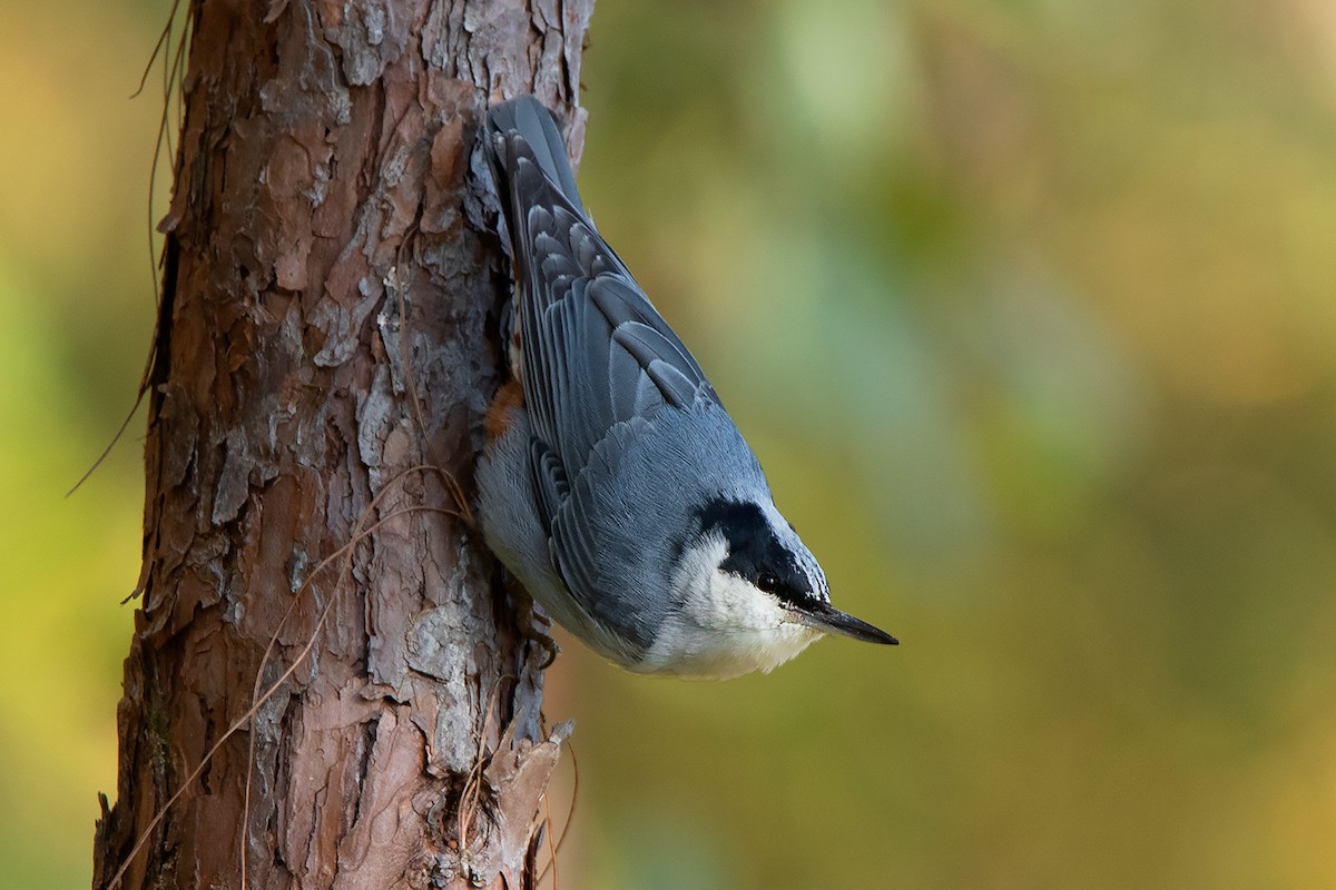 Giant Nuthatch - ML192619861