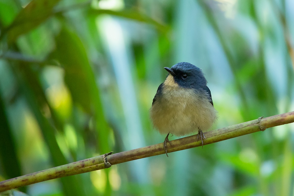 Slaty-blue Flycatcher - ML192619921