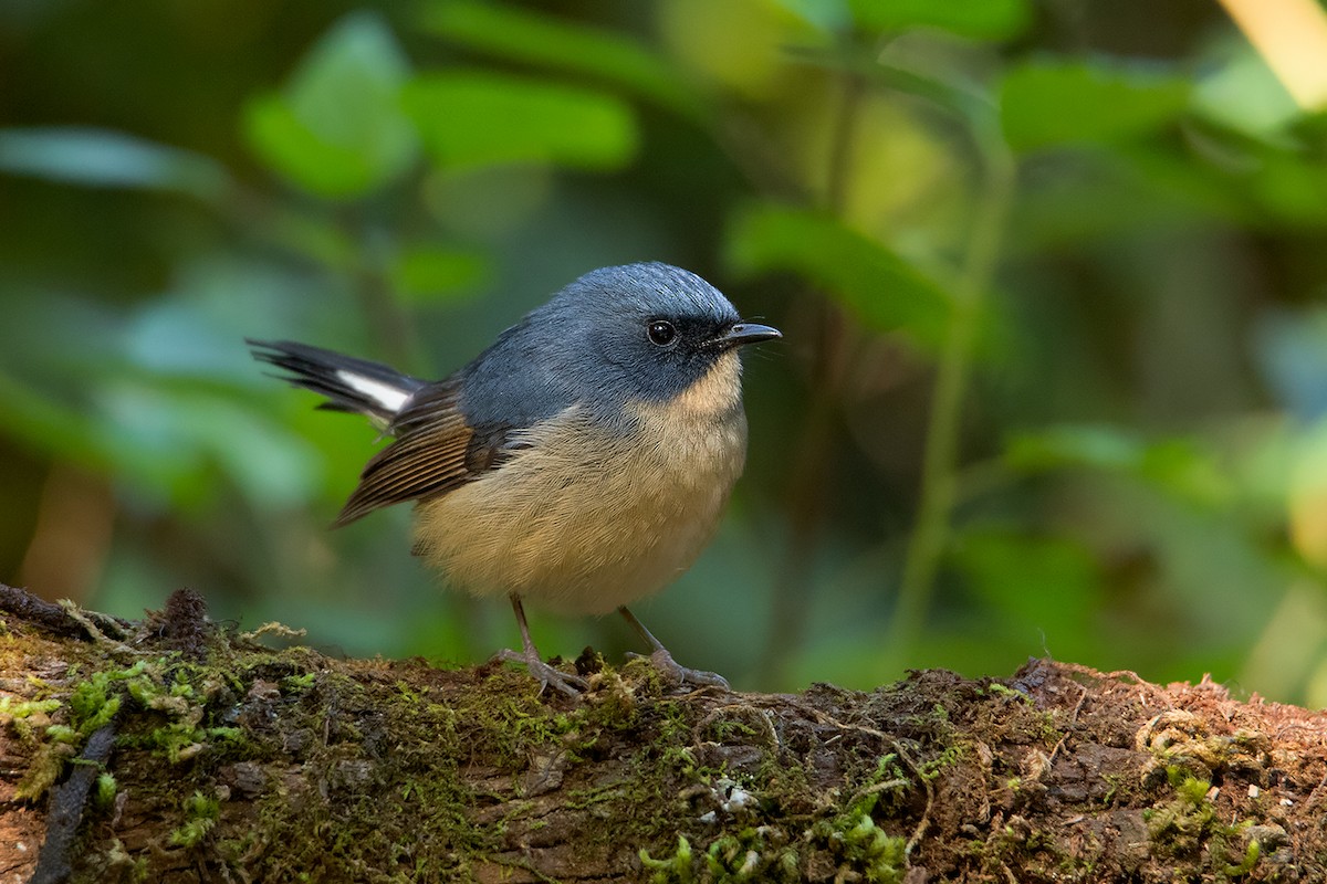 Slaty-blue Flycatcher - ML192619931