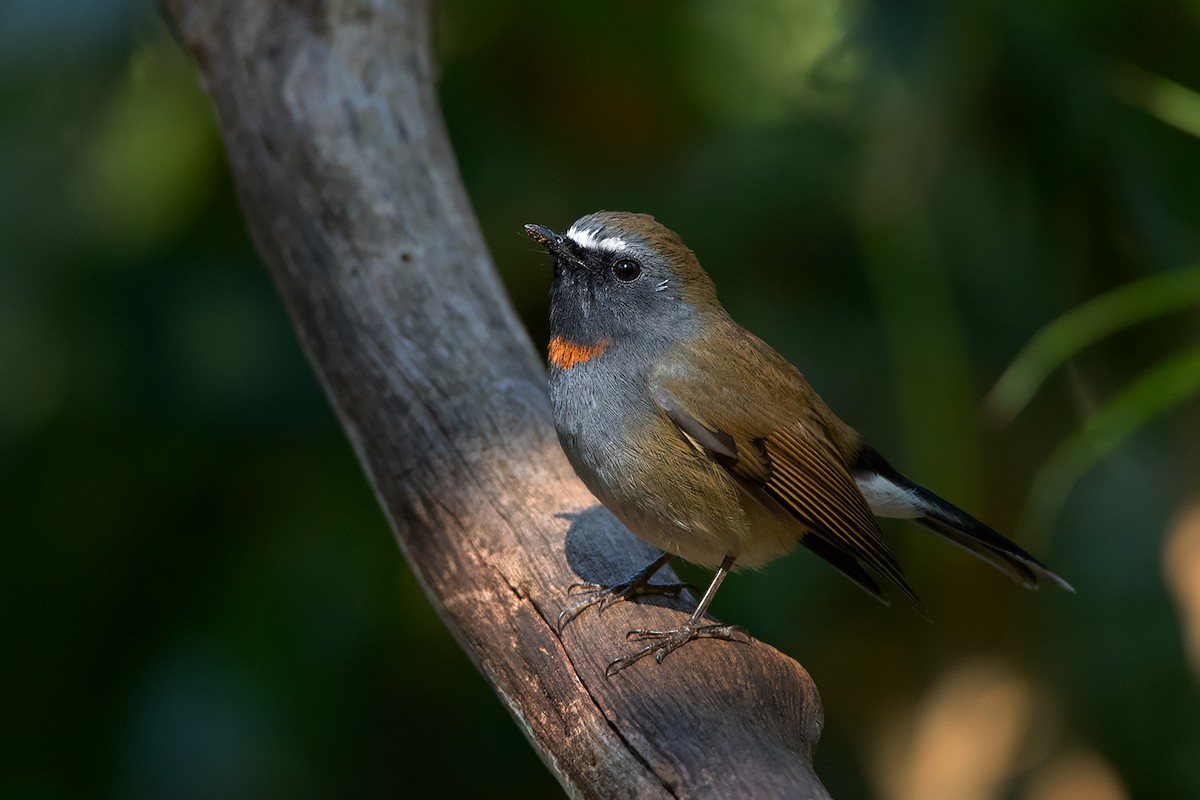 Rufous-gorgeted Flycatcher - ML192619971