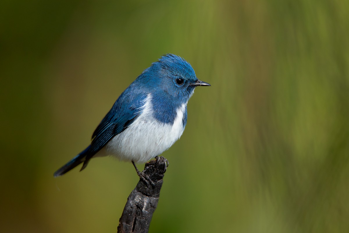 Ultramarine Flycatcher - ML192620061