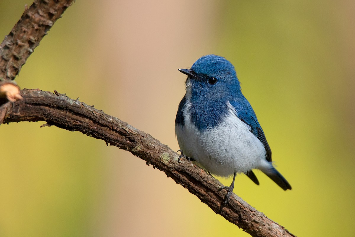 Ultramarine Flycatcher - ML192620101