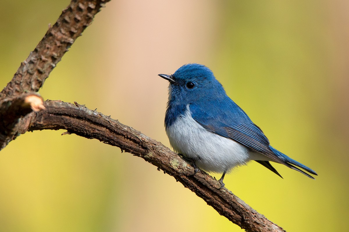 Ultramarine Flycatcher - ML192620141