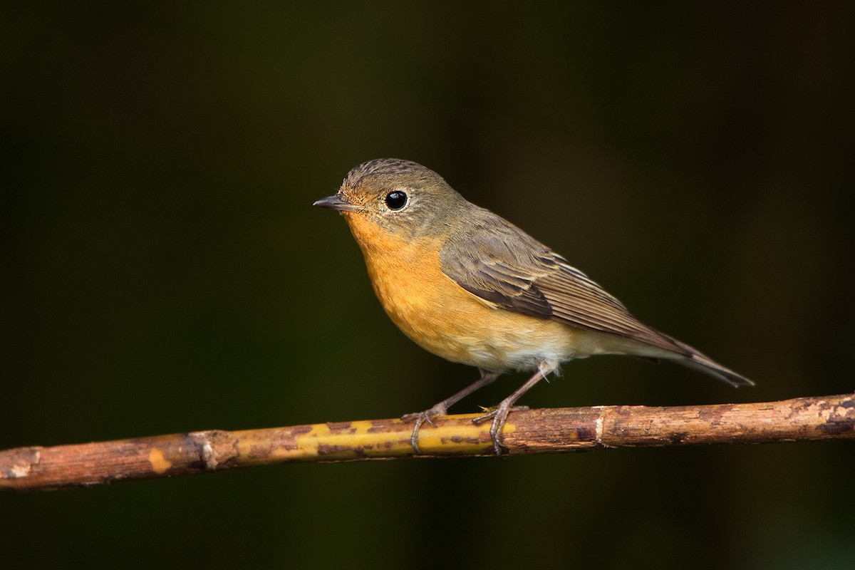 Mugimaki Flycatcher - ML192621001