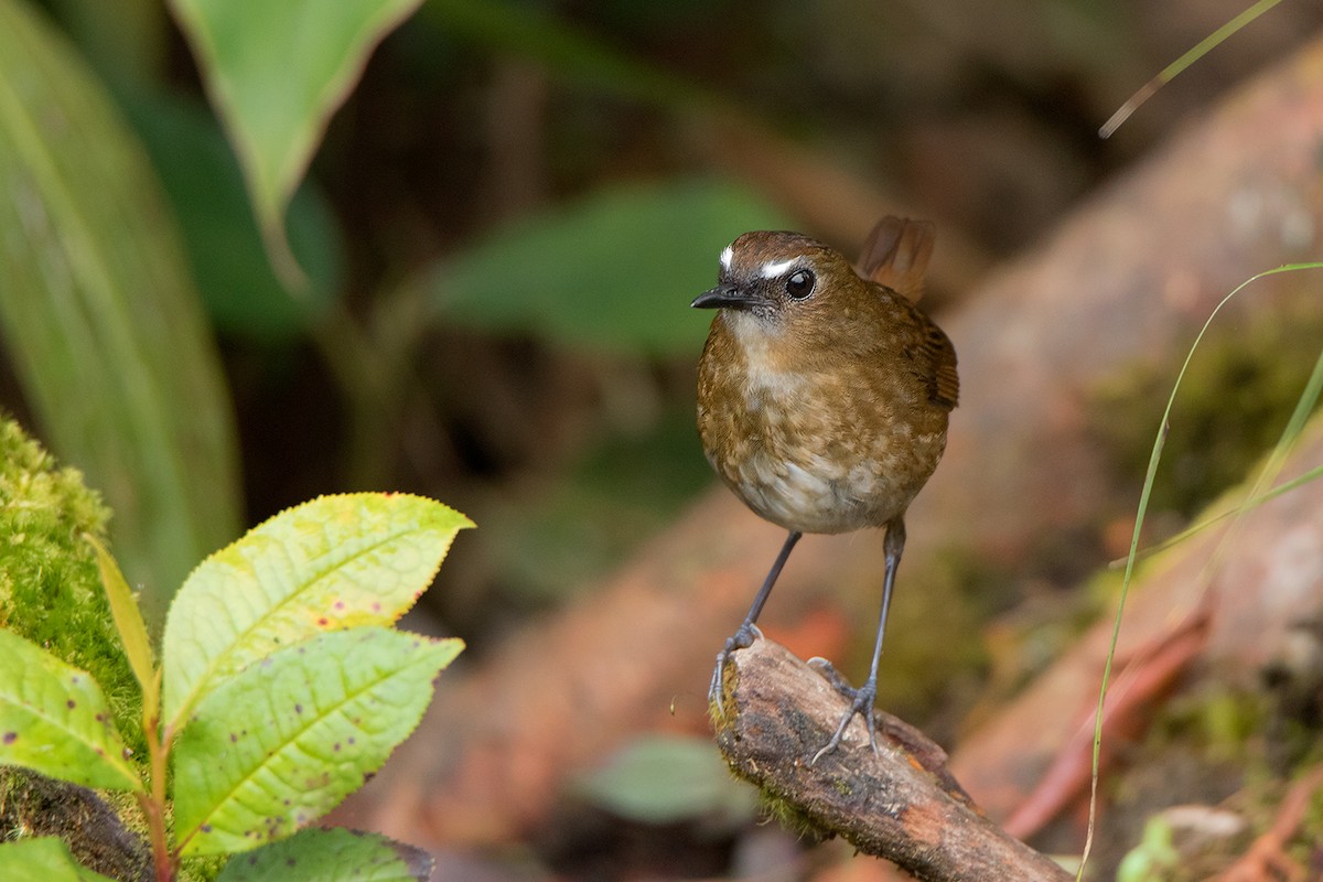 Lesser Shortwing - ML192621131