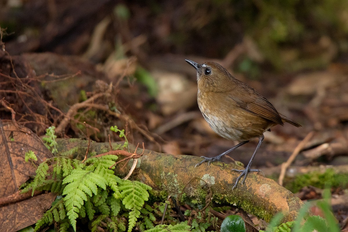 Lesser Shortwing - ML192621181