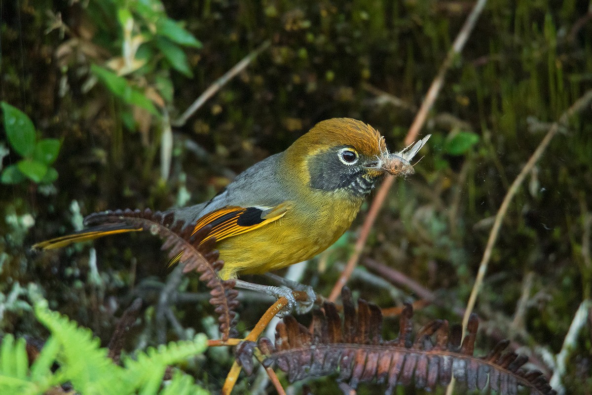 Chestnut-tailed Minla - ML192621231