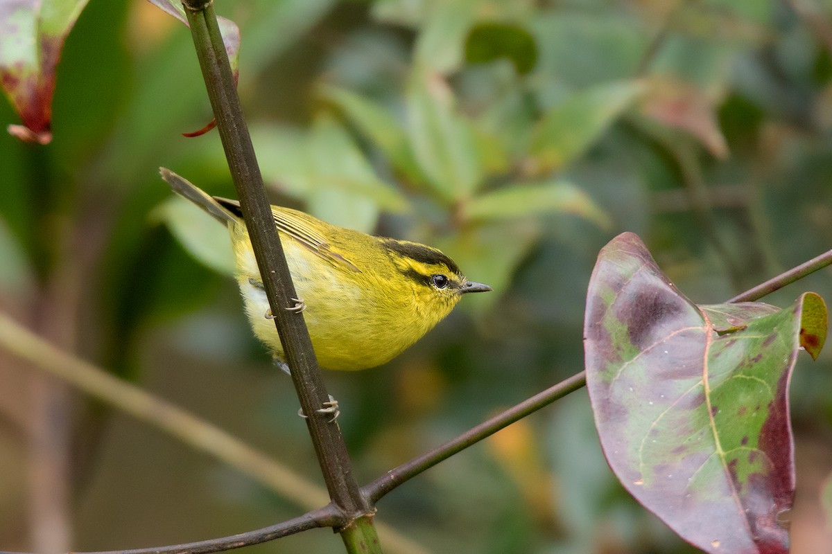 Mountain Leaf Warbler - ML192621301