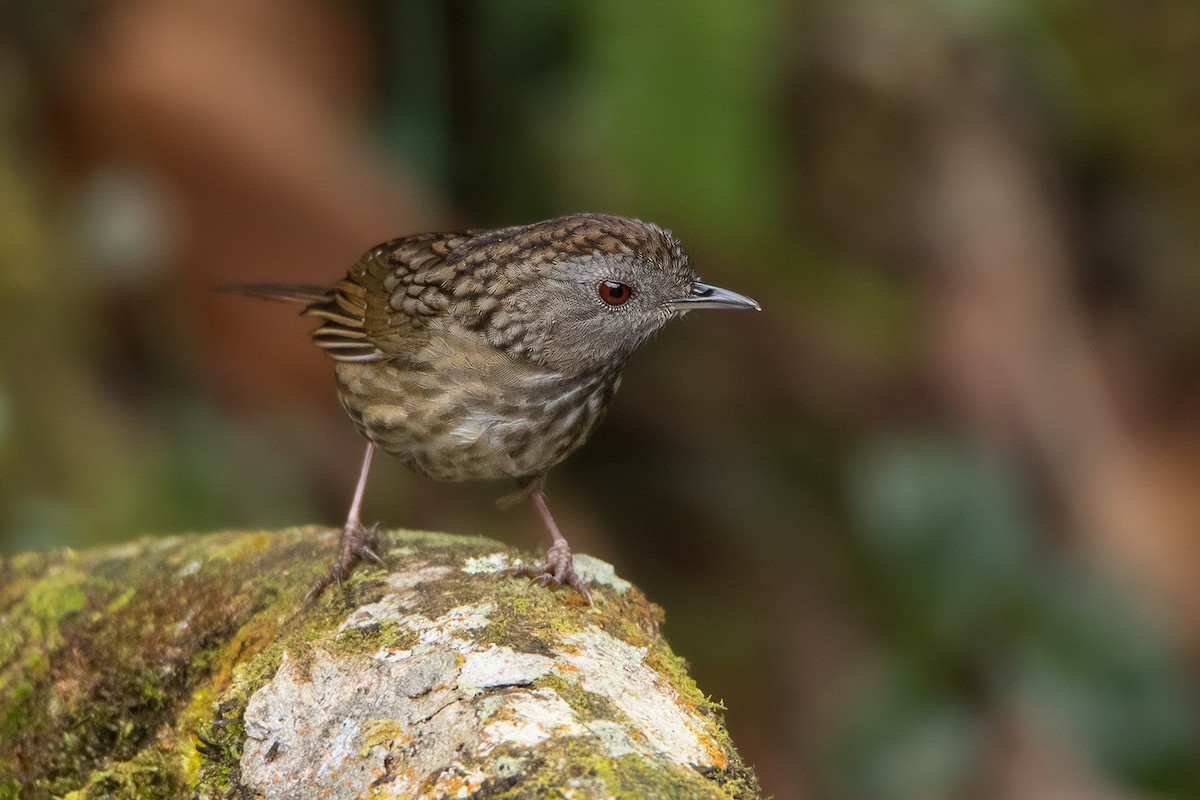 Streaked Wren-Babbler - Ayuwat Jearwattanakanok