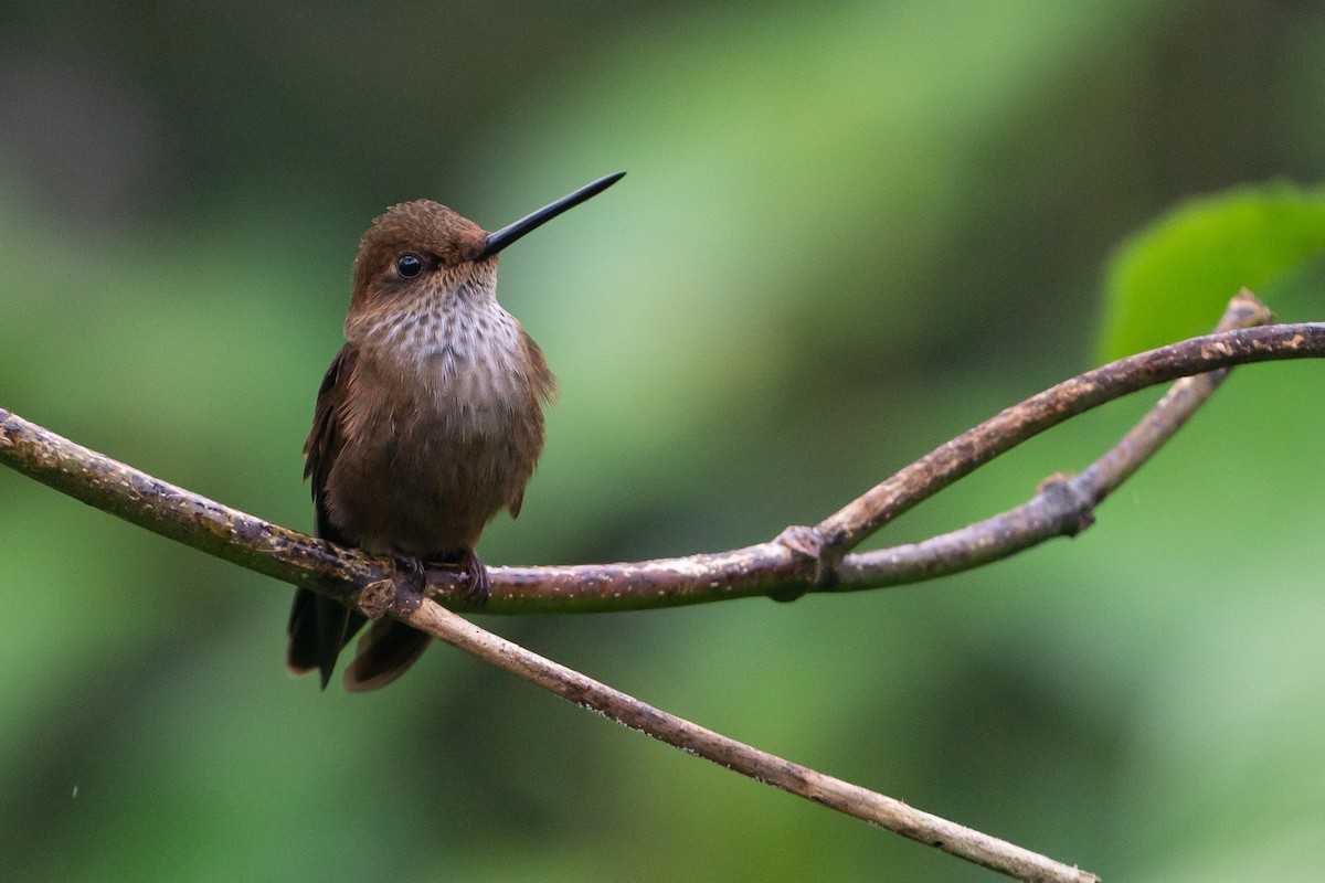 Bronzy Inca - Joao Quental JQuental