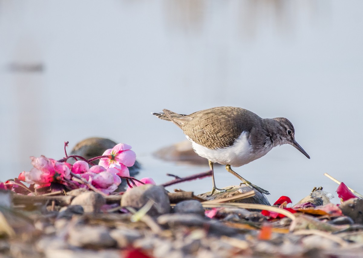 Common Sandpiper - ML192625861