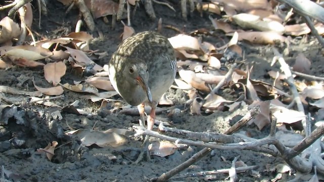 Mangrove Rail - ML192625951