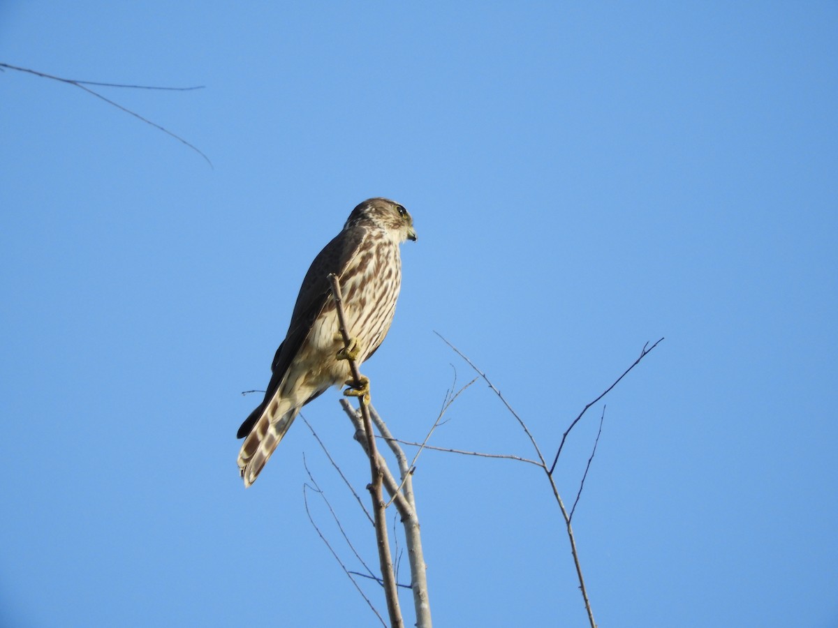 Merlin - Aurelio Molina Hernández