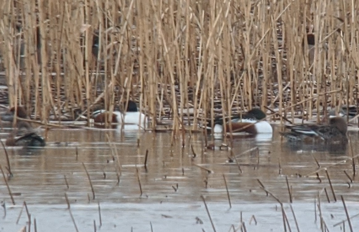 Халбага нугас - ML192627771