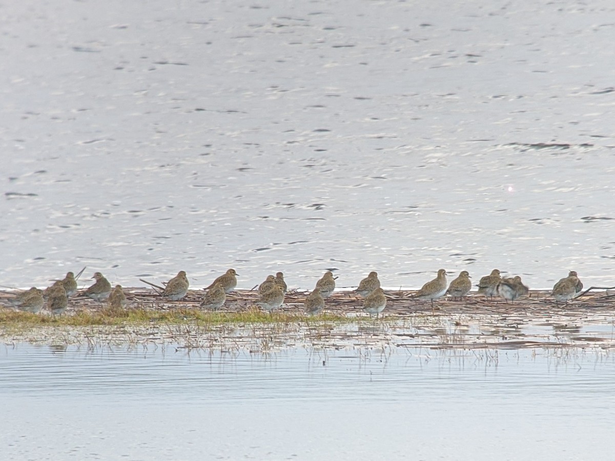 European Golden-Plover - ML192627781