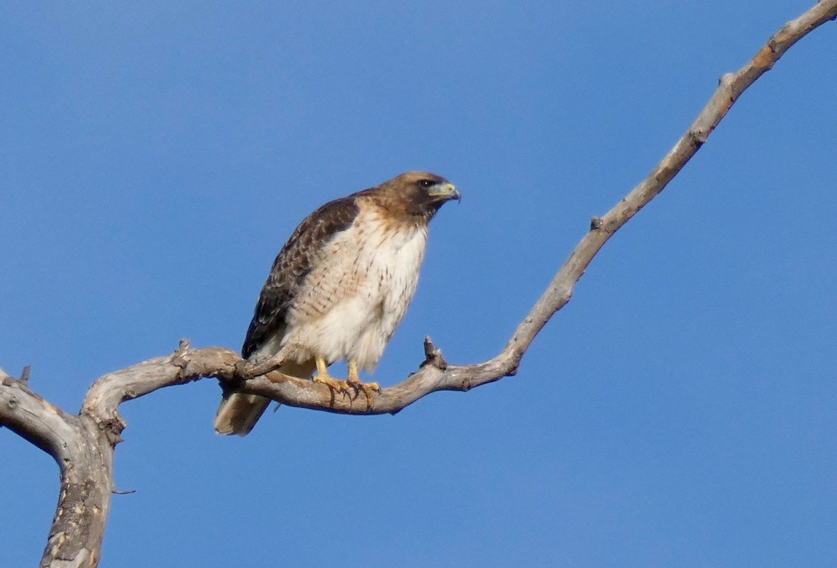 Rotschwanzbussard - ML192627831