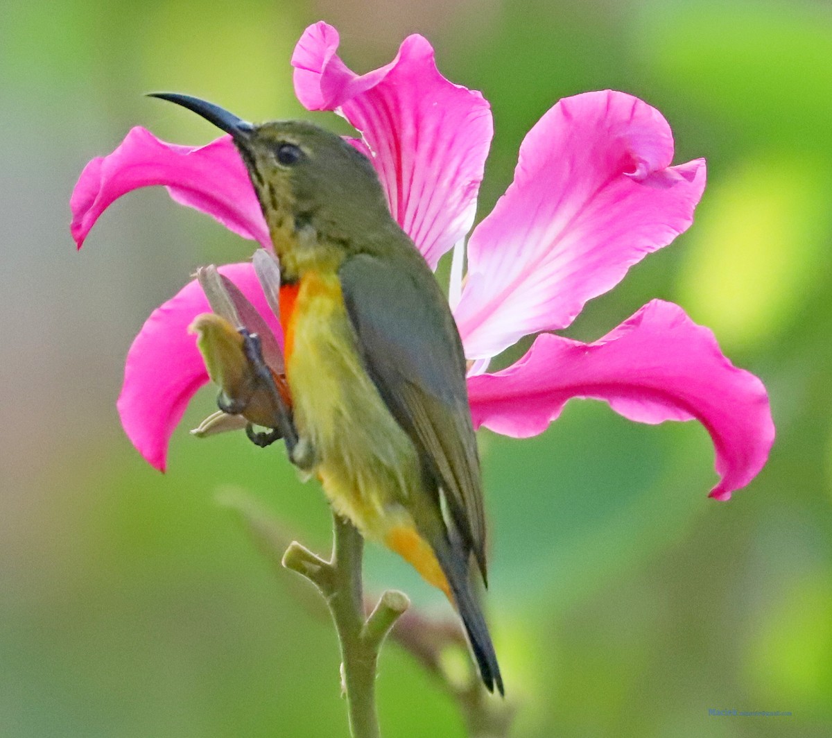 Flame-breasted Sunbird - ML192628611