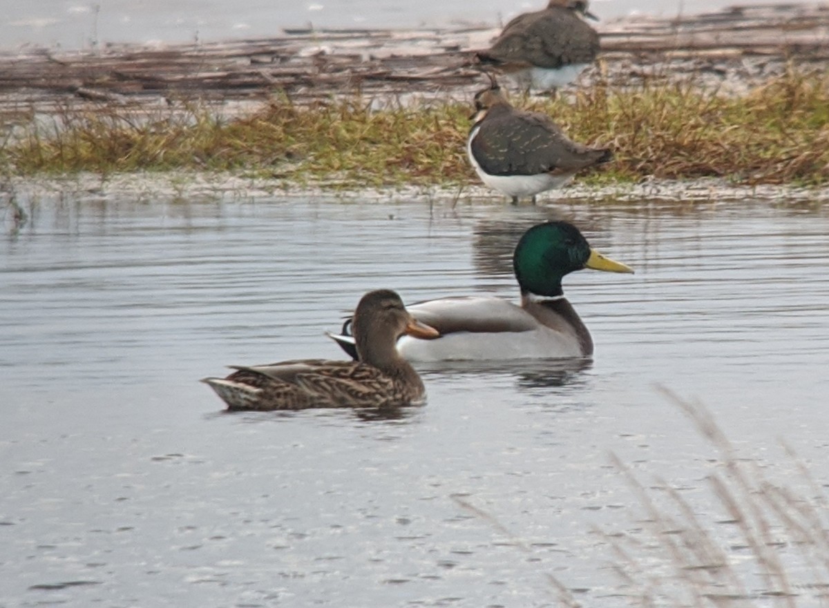 Зэрлэг нугас - ML192629061