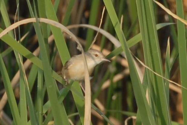 Plain Prinia - ML192629201