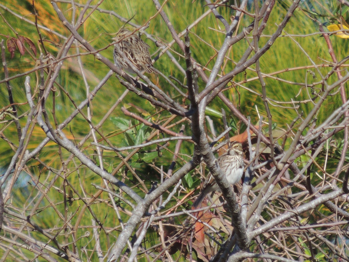 Savannah Sparrow - ML192631851