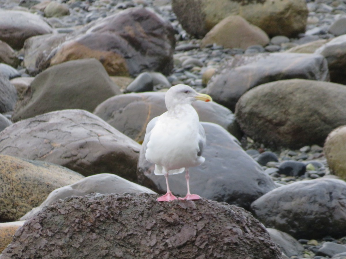 Glaucous-winged Gull - ML192632401