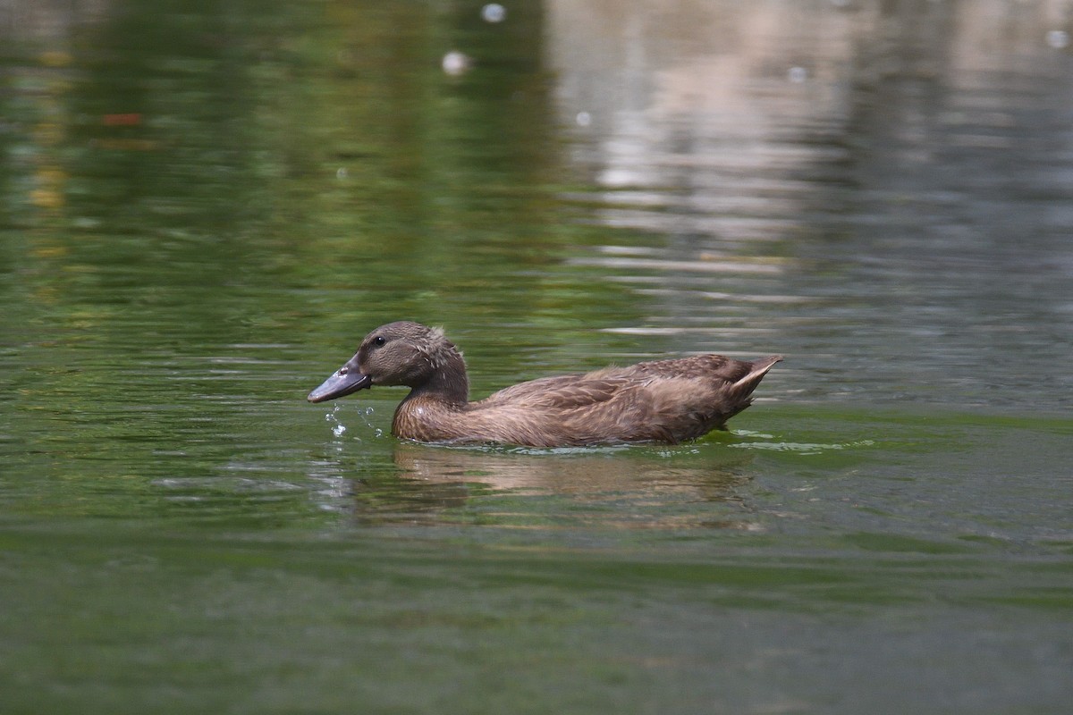 Canard colvert (forme domestique) - ML192632721