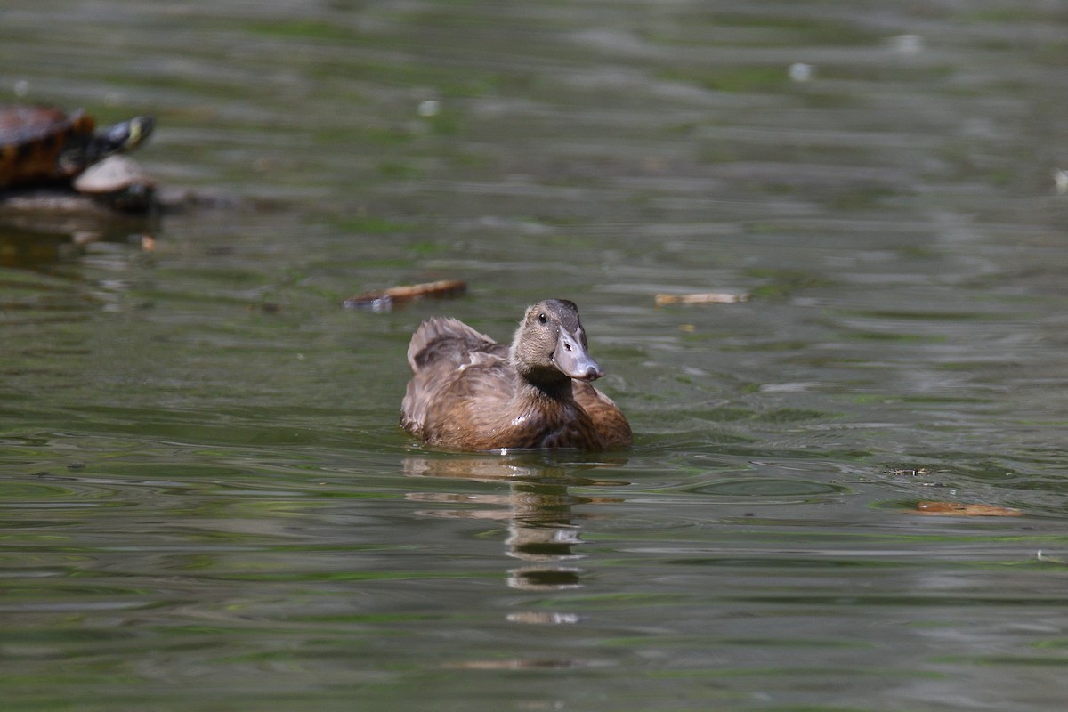 Canard colvert (forme domestique) - ML192632761