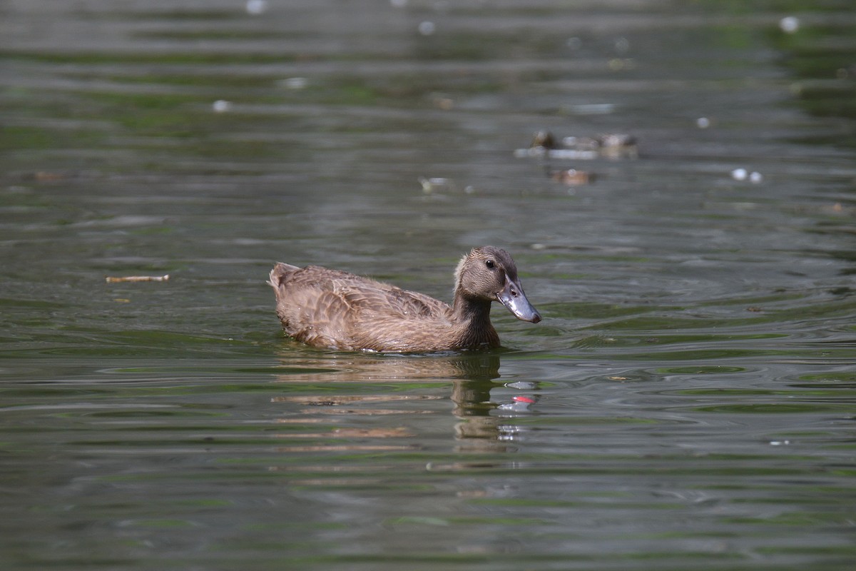 Canard colvert (forme domestique) - ML192632771