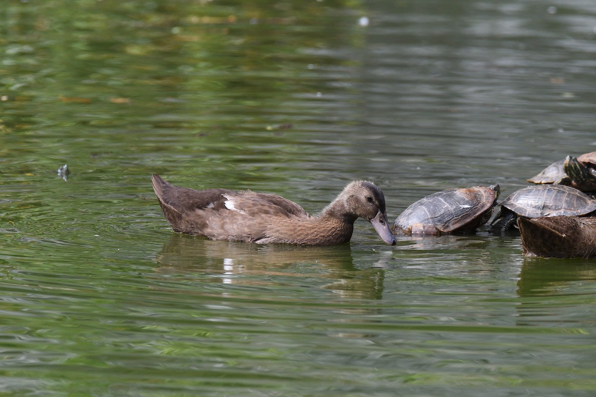 Canard colvert (forme domestique) - ML192632791