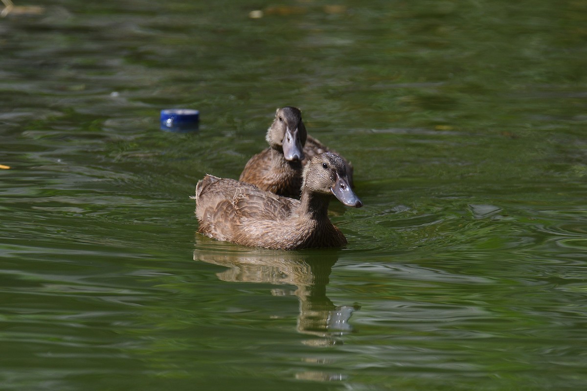 Canard colvert (forme domestique) - ML192632811