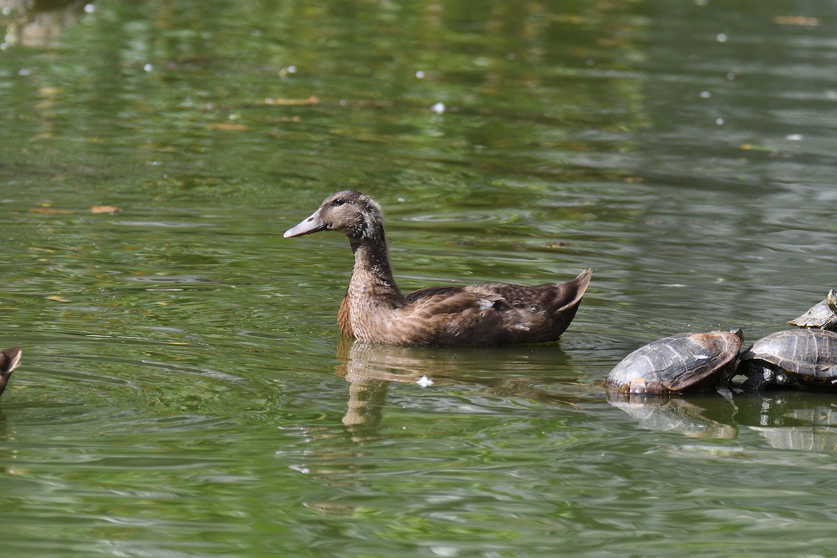 Canard colvert (forme domestique) - ML192632821