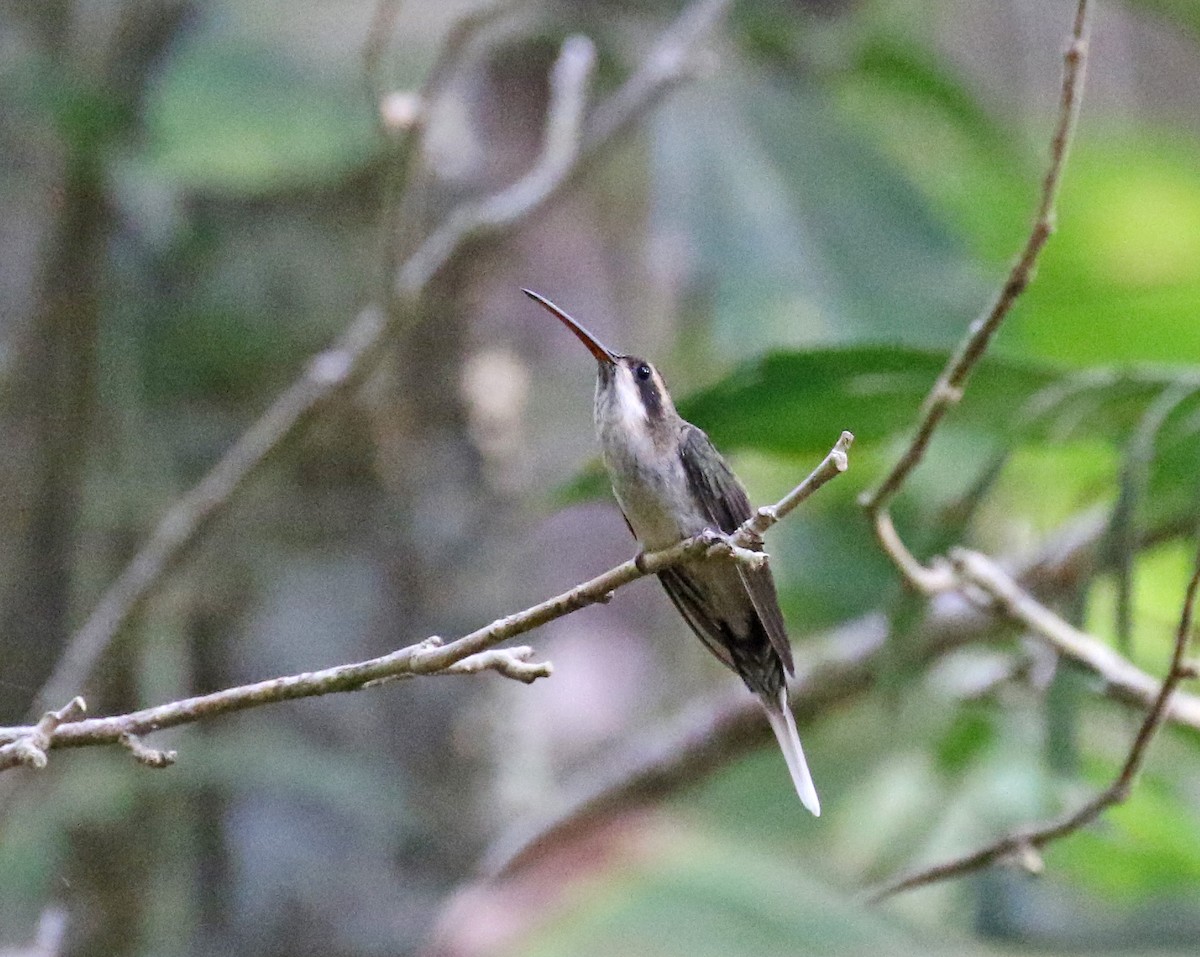 kolibřík světlebřichý - ML192633461