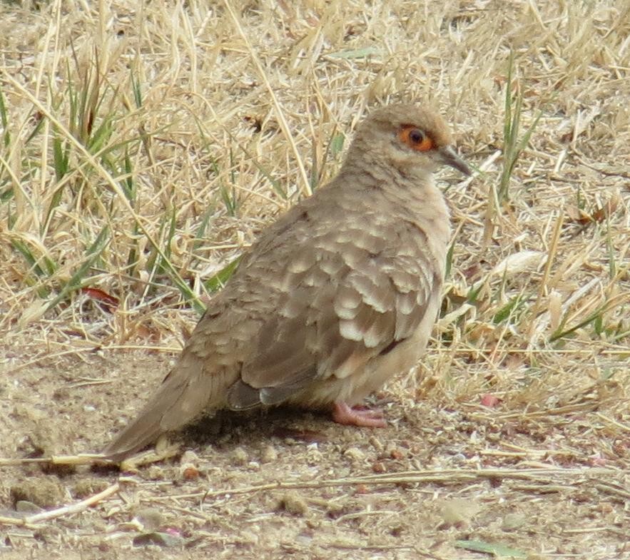 Bare-faced Ground Dove - Peter Colasanti