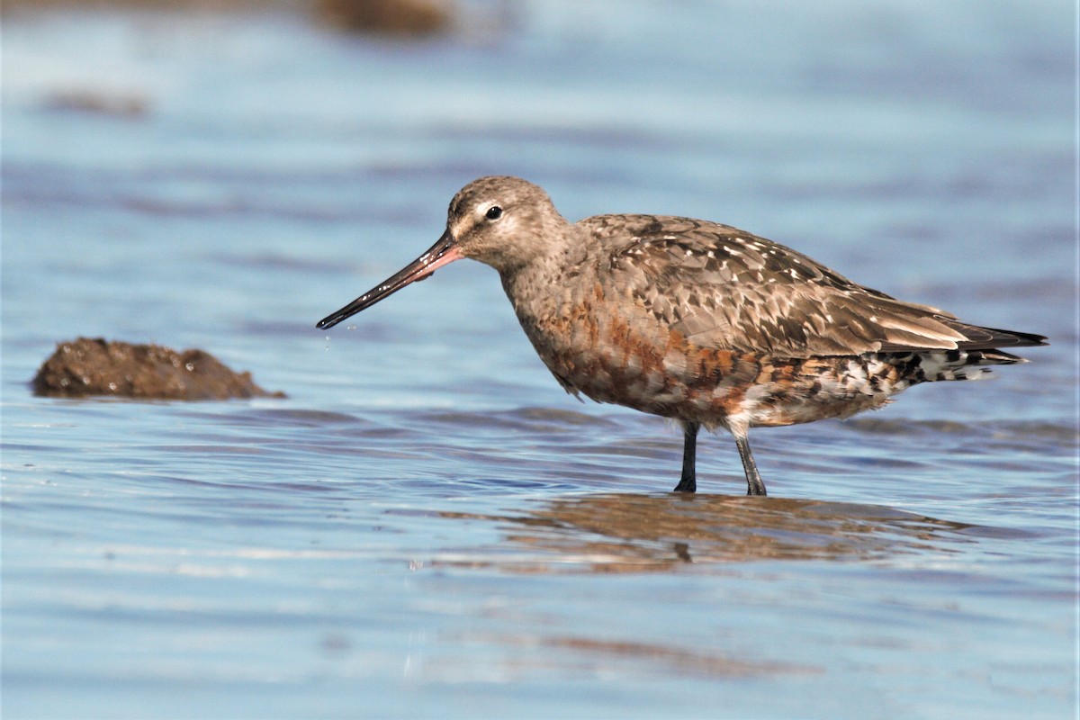 Hudsonian Godwit - ML192634751