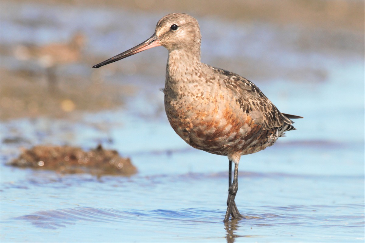 Hudsonian Godwit - ML192634771