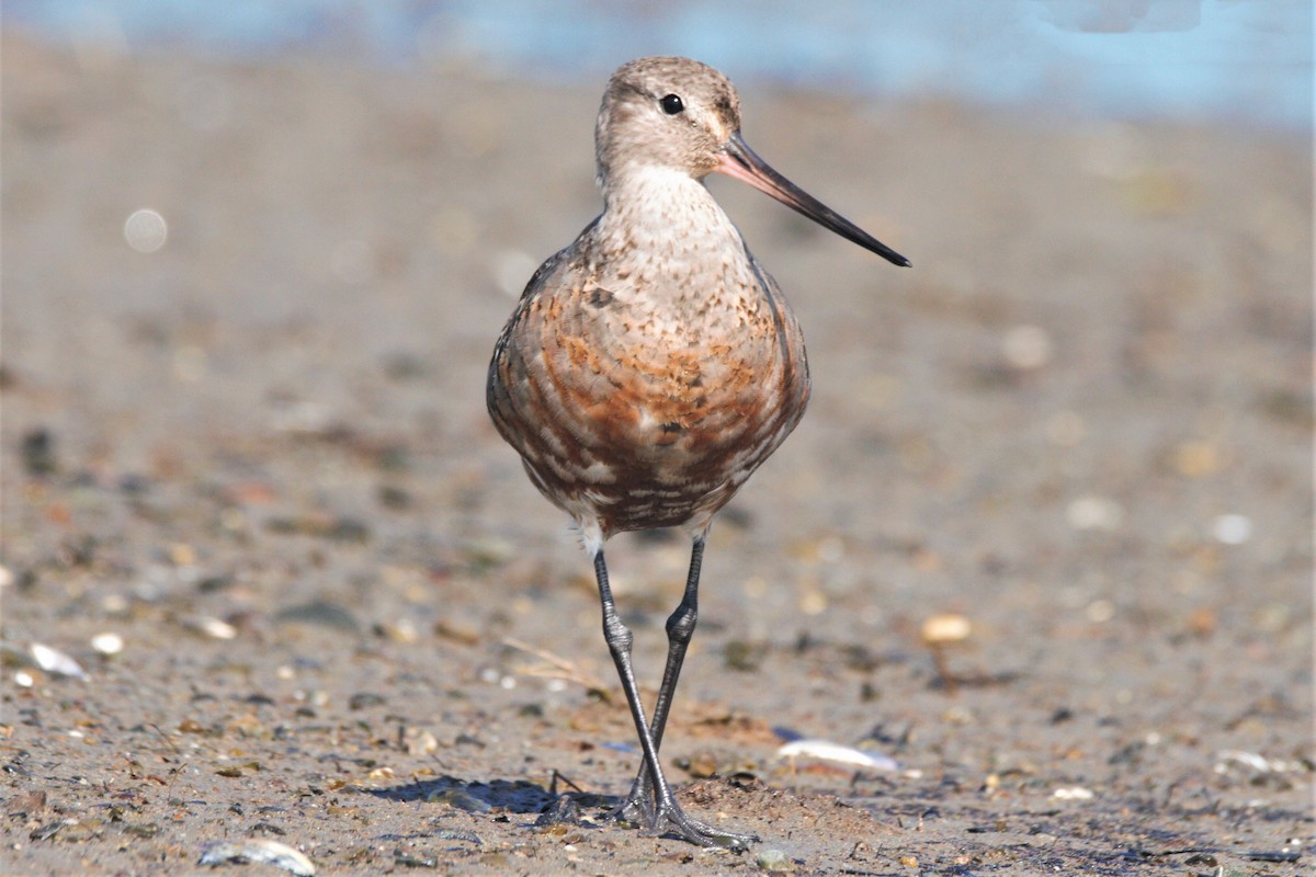 Hudsonian Godwit - ML192634821