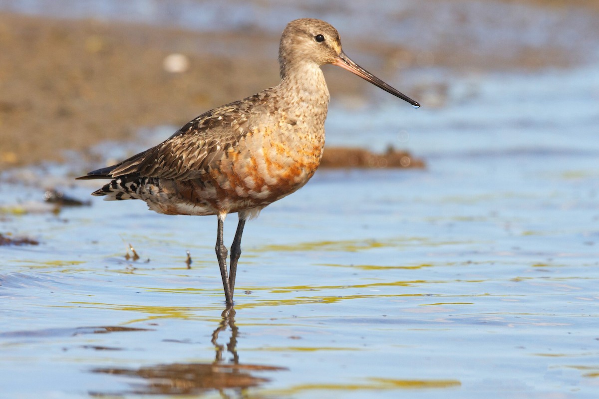 Hudsonian Godwit - ML192634861