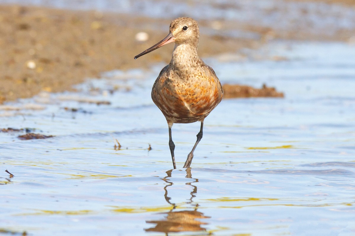 Hudsonian Godwit - Mitch (Michel) Doucet