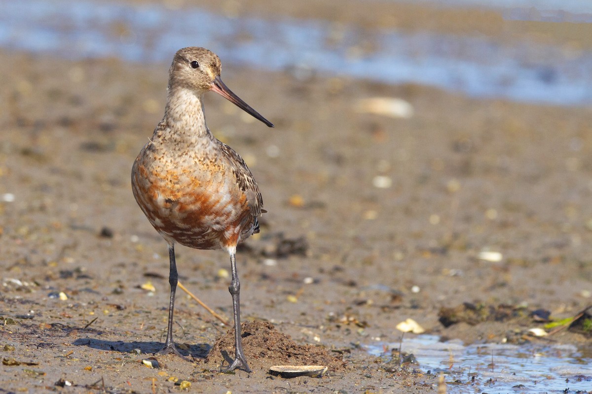 Hudsonian Godwit - ML192634901