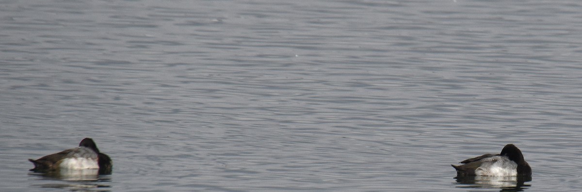 小斑背潛鴨 - ML192635171