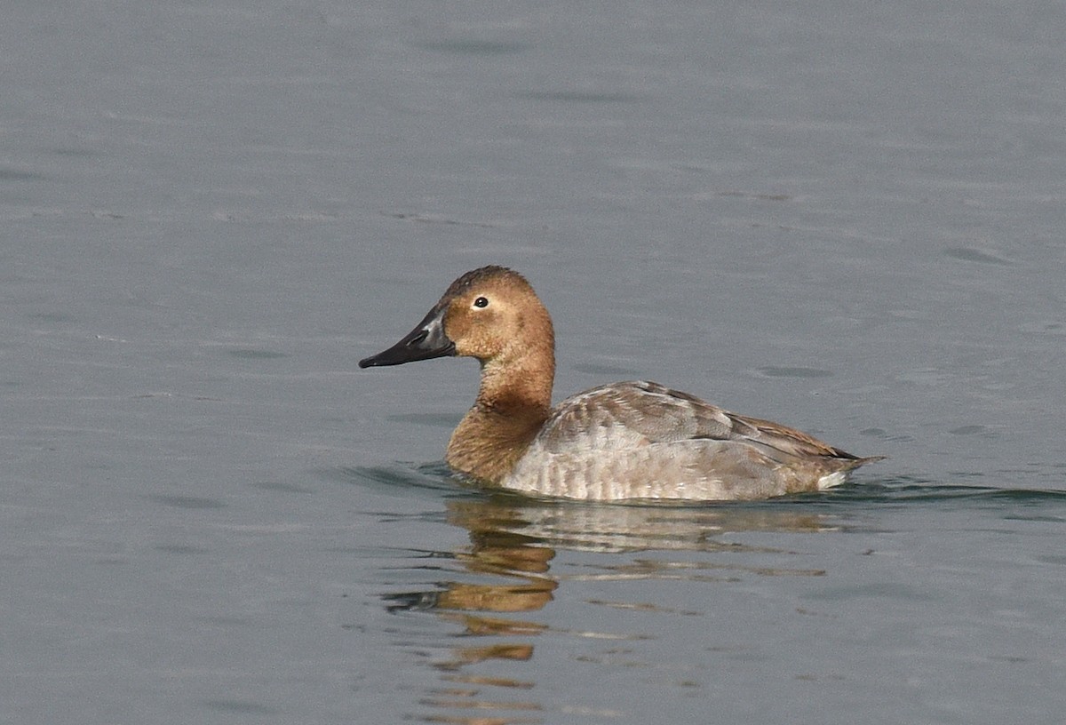 Canvasback - ML192635311