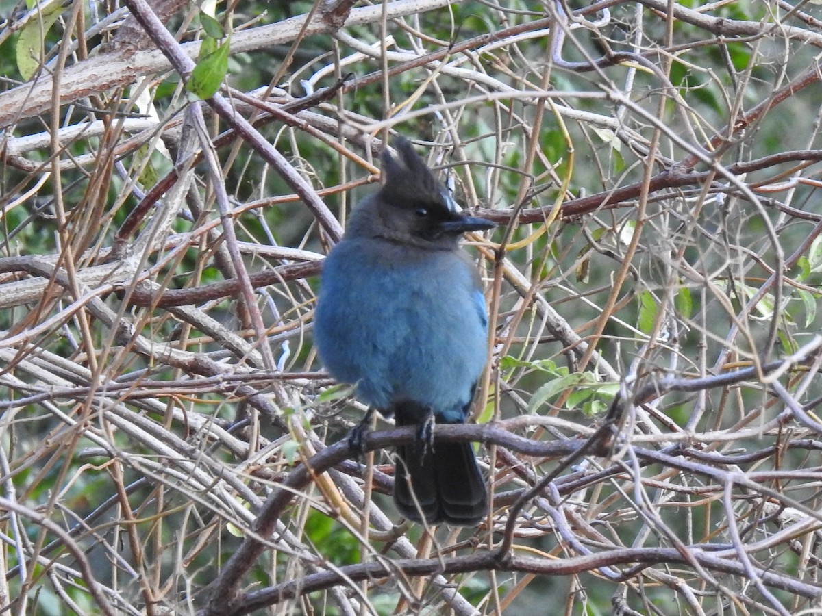 Steller's Jay - ML192635921