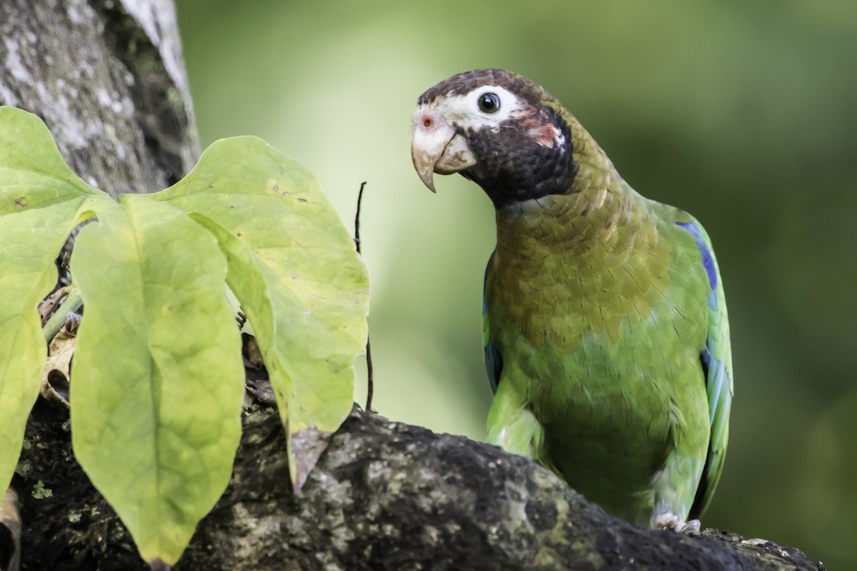 Brown-hooded Parrot - Jorge Eduardo Ruano