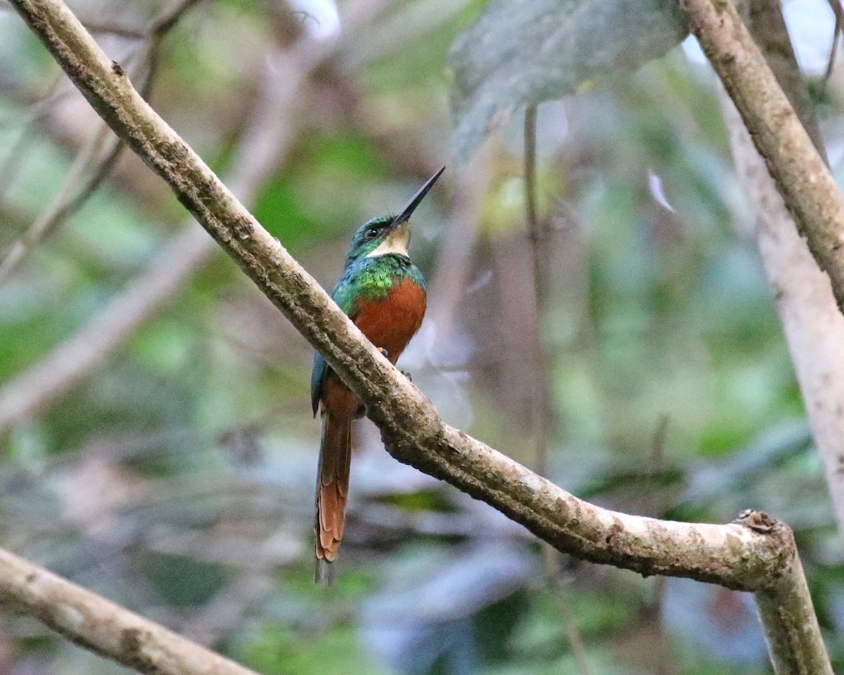 Rufous-tailed Jacamar - Mark & Teri McClelland