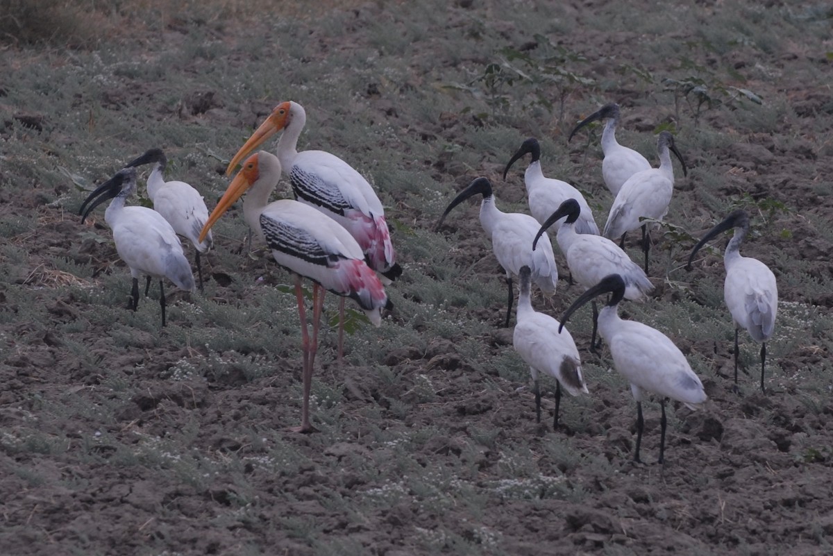 Black-headed Ibis - ML192639471