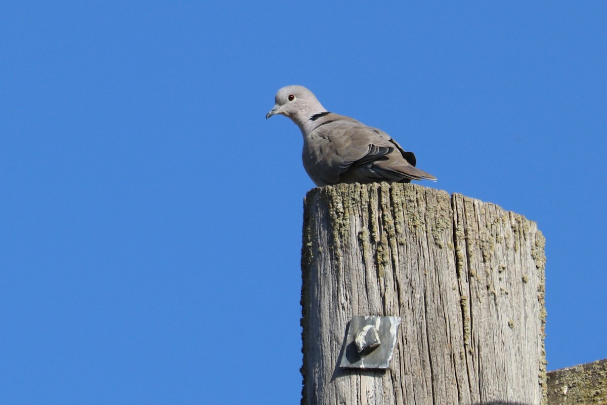 Eurasian Collared-Dove - Sara Masuda