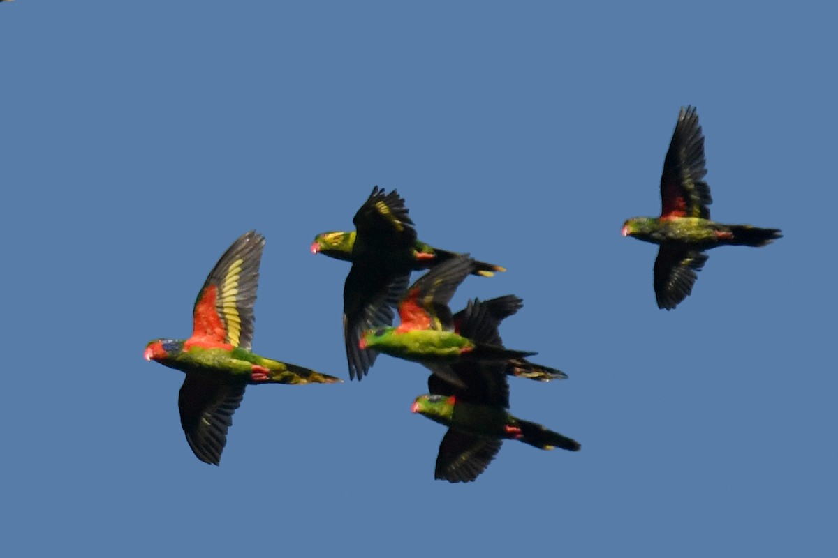 Red-fronted Lorikeet - Lev Frid | Rockjumper Birding