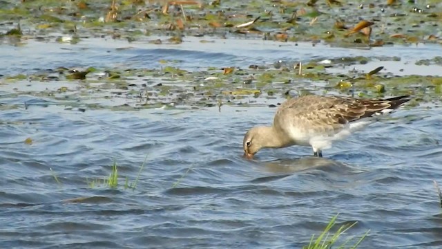 Hudsonian Godwit - ML192644741